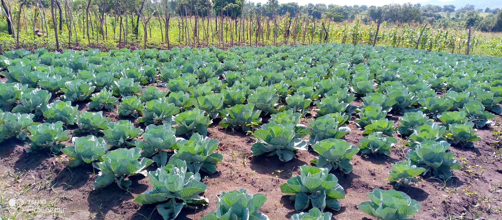 A thriving cabbage field supported through practical agricultural work