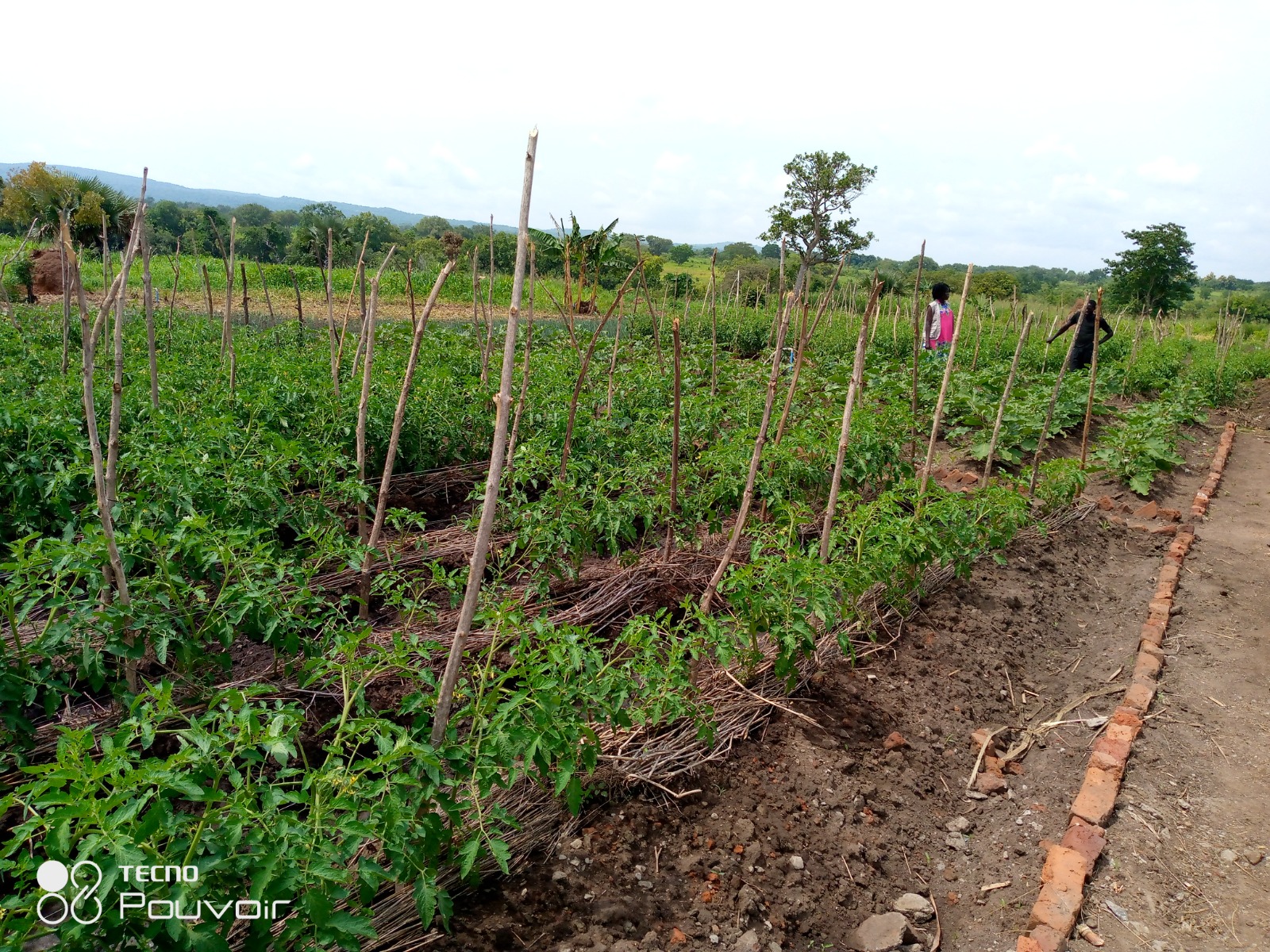 A climate-smart tomato field in north-western Uganda