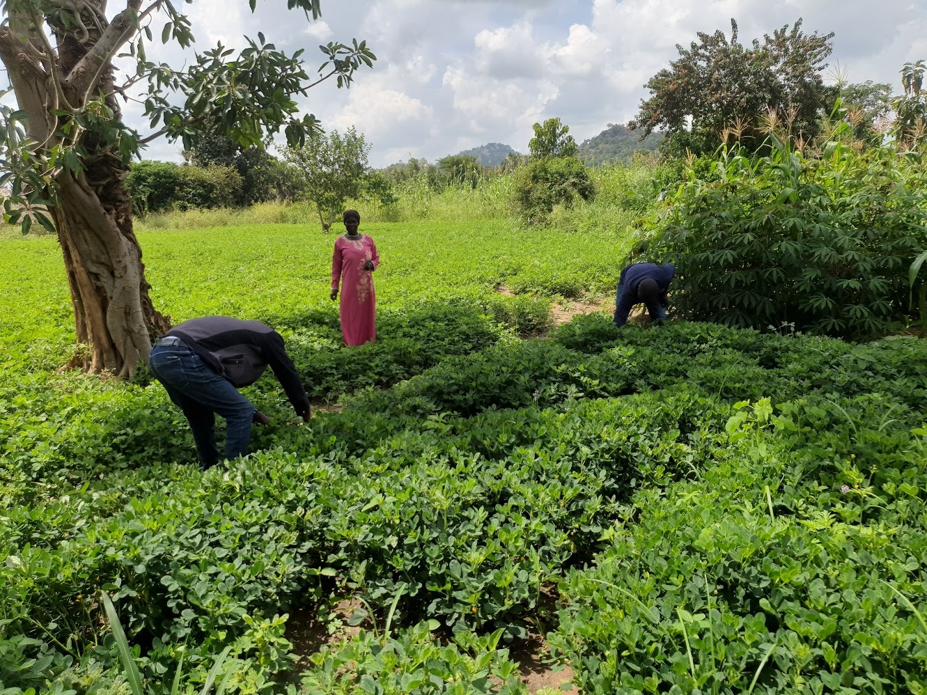 Tripoint team members and a farmer examining crops during a field visit