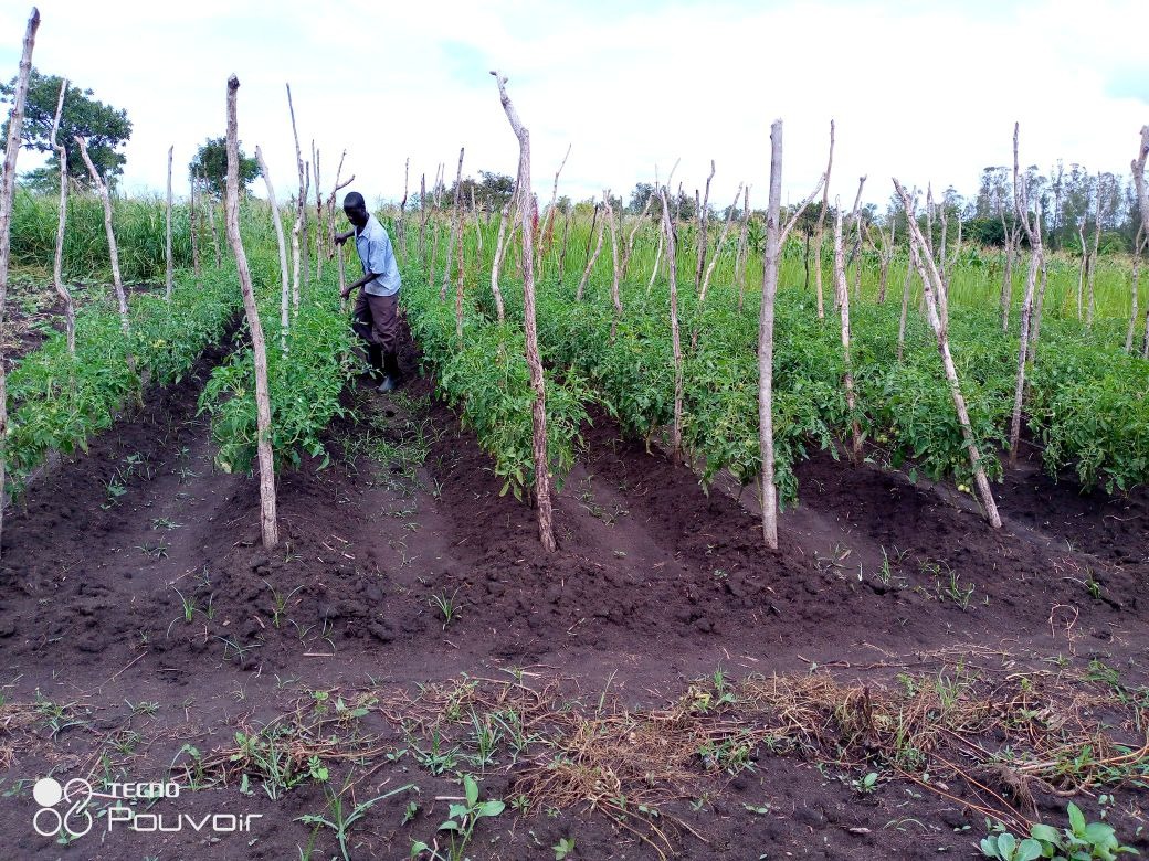 Field monitoring in a productive tomato garden